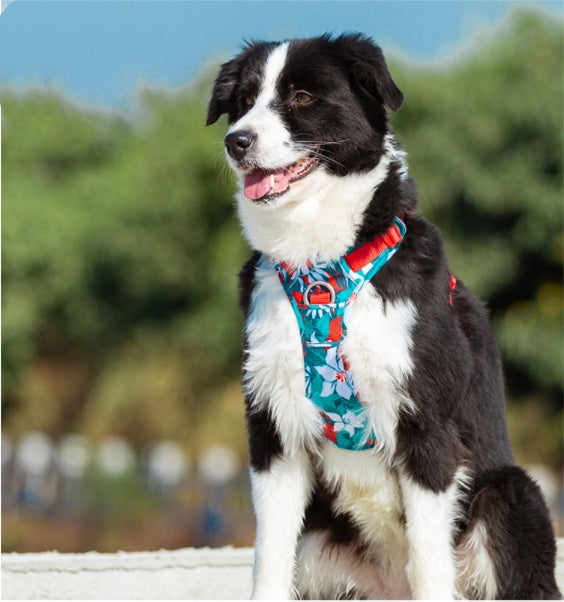 Chain Dog Leash Vest – Stylish & Secure Combo - EzPets Shop