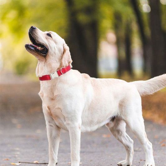 Reflective Nylon Dog Collar – Safe Walks, Day & Night - EzPets Shop