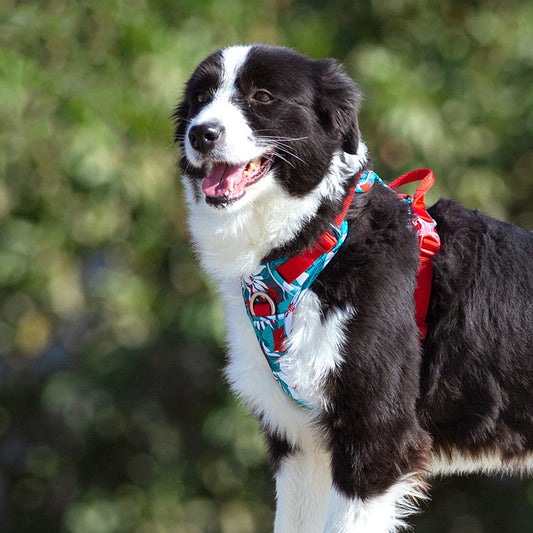 Chain Dog Leash Vest – Stylish & Secure Combo - EzPets Shop