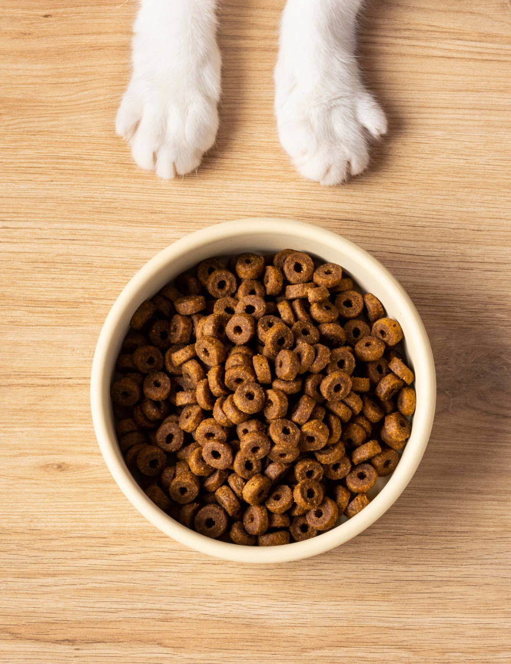 Pet Bowls & Feeders