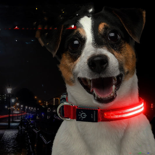 Waterproof LED Pet Collar – Night Safety Glow - EzPets Shop